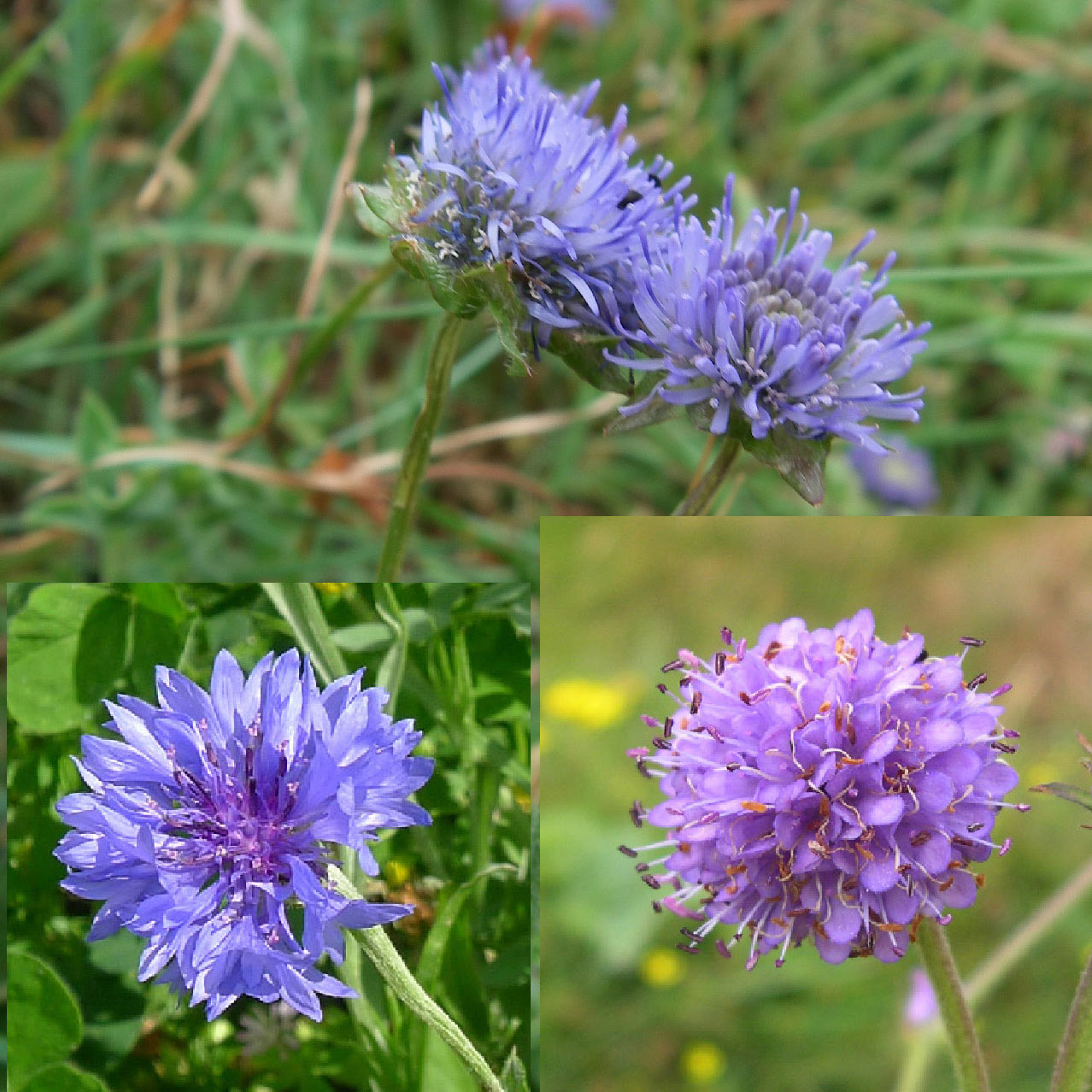 Herbaceous Blue purple